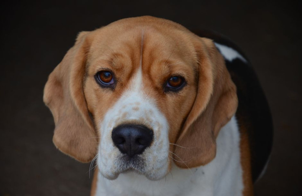 Nederlandse naam beagle: 50 populaire namen voor je hond